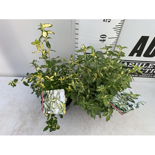 110 - TWO EUONYMOUS FORTUNA 'GOLDEN HARLEQUIN' AND 'INTERBOLWI BLONDY'' IN 2 LTR POTS APPROX 40- 50CM IN H... 