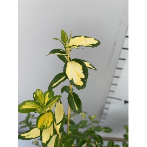 110 - TWO EUONYMOUS FORTUNA 'GOLDEN HARLEQUIN' AND 'INTERBOLWI BLONDY'' IN 2 LTR POTS APPROX 40- 50CM IN H... 