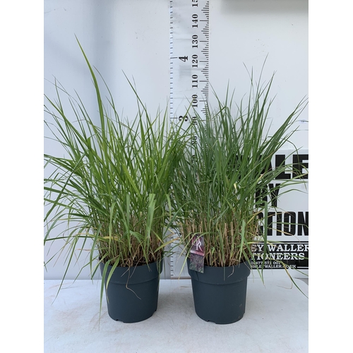 116 - TWO HARDY ORNAMENTAL LARGE GRASSES 'PANICUM SQUAW' IN 10 LTR POTS APPROX A METRE IN HEIGHT PLUS VAT ... 