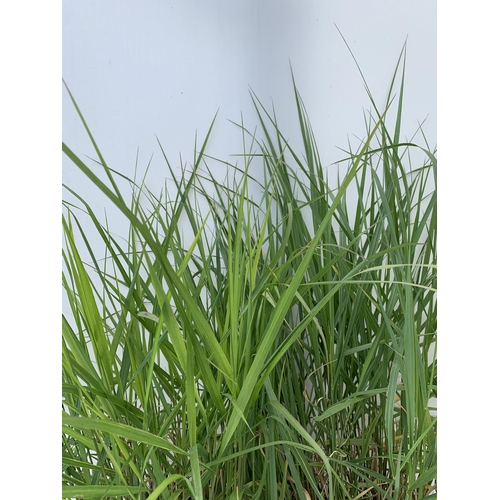 116 - TWO HARDY ORNAMENTAL LARGE GRASSES 'PANICUM SQUAW' IN 10 LTR POTS APPROX A METRE IN HEIGHT PLUS VAT ... 