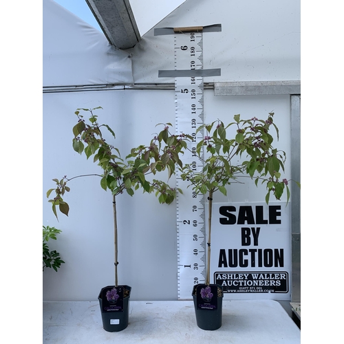 130 - TWO PURPLE CALLICARPA STANDARD TREES BODINIERI PROFUSION IN 4 LTR POTS 130-140CM IN HEIGHT PLUS VAT ... 