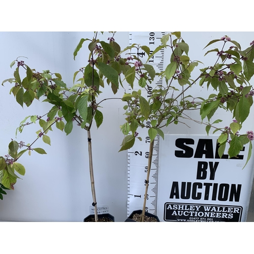 130 - TWO PURPLE CALLICARPA STANDARD TREES BODINIERI PROFUSION IN 4 LTR POTS 130-140CM IN HEIGHT PLUS VAT ... 