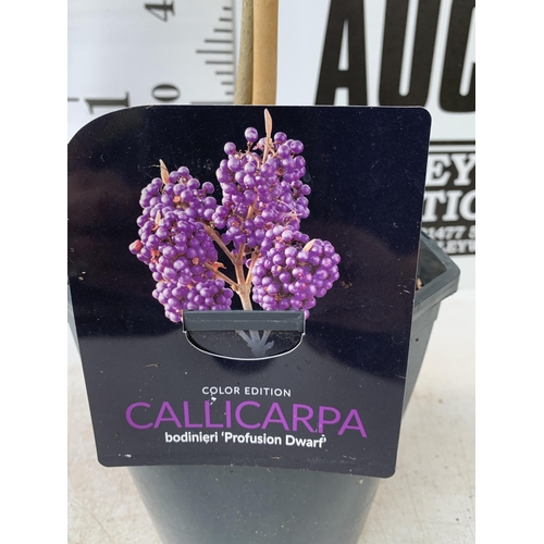 130 - TWO PURPLE CALLICARPA STANDARD TREES BODINIERI PROFUSION IN 4 LTR POTS 130-140CM IN HEIGHT PLUS VAT ... 