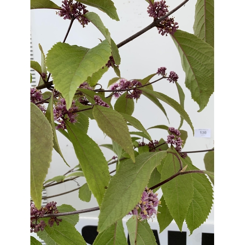 130 - TWO PURPLE CALLICARPA STANDARD TREES BODINIERI PROFUSION IN 4 LTR POTS 130-140CM IN HEIGHT PLUS VAT ... 