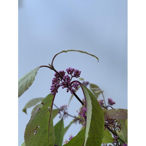 130 - TWO PURPLE CALLICARPA STANDARD TREES BODINIERI PROFUSION IN 4 LTR POTS 130-140CM IN HEIGHT PLUS VAT ... 