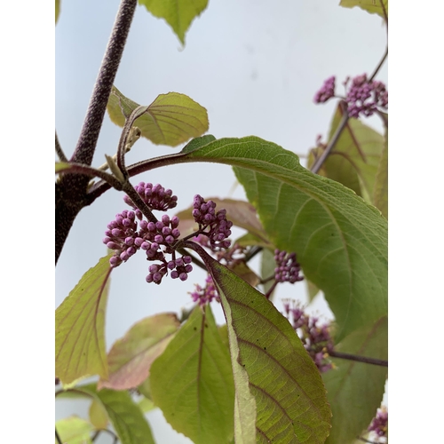 130 - TWO PURPLE CALLICARPA STANDARD TREES BODINIERI PROFUSION IN 4 LTR POTS 130-140CM IN HEIGHT PLUS VAT ... 