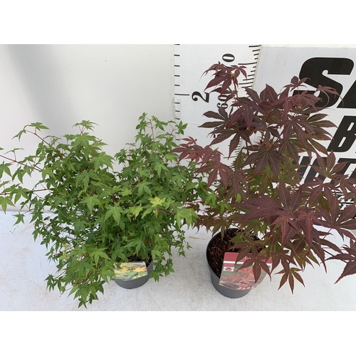 134 - TWO ACER PALMATUMS 'LITTLE PRINCESS' AND 'ATROPURPUREUM' IN 3 LTR POTS APPROX 60-80CM IN HEIGHT PLUS... 