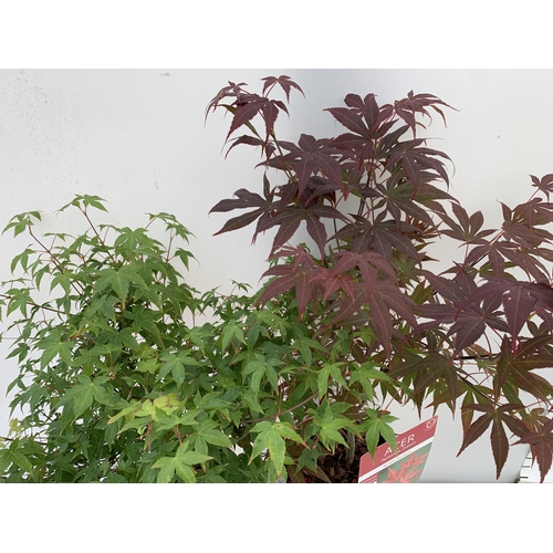 134 - TWO ACER PALMATUMS 'LITTLE PRINCESS' AND 'ATROPURPUREUM' IN 3 LTR POTS APPROX 60-80CM IN HEIGHT PLUS... 