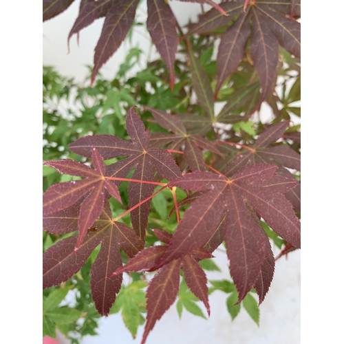 134 - TWO ACER PALMATUMS 'LITTLE PRINCESS' AND 'ATROPURPUREUM' IN 3 LTR POTS APPROX 60-80CM IN HEIGHT PLUS... 