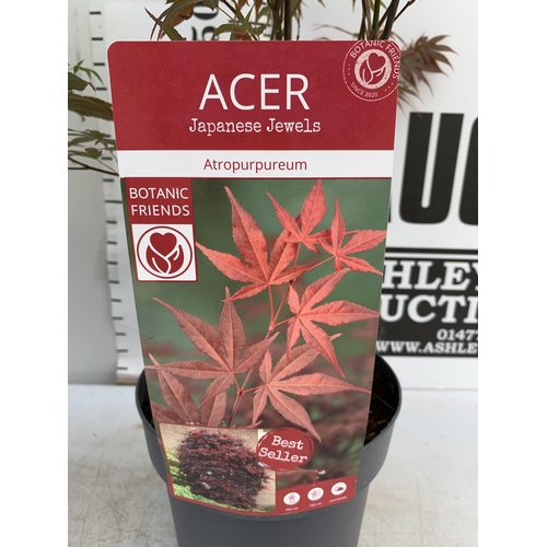 134 - TWO ACER PALMATUMS 'LITTLE PRINCESS' AND 'ATROPURPUREUM' IN 3 LTR POTS APPROX 60-80CM IN HEIGHT PLUS... 