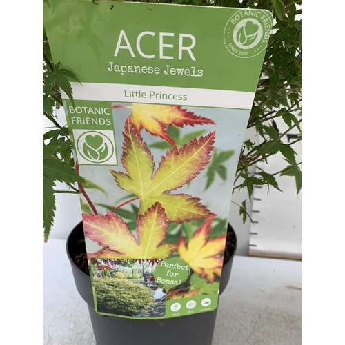 134 - TWO ACER PALMATUMS 'LITTLE PRINCESS' AND 'ATROPURPUREUM' IN 3 LTR POTS APPROX 60-80CM IN HEIGHT PLUS... 