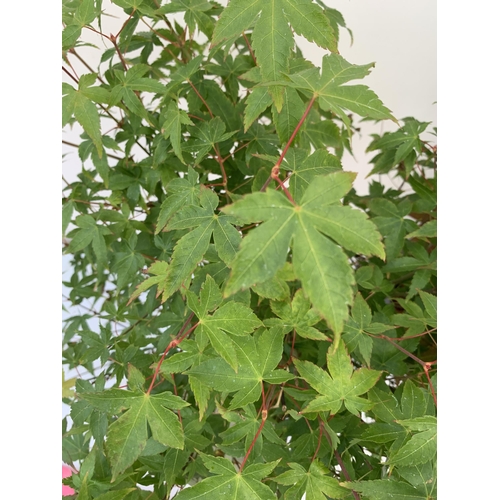 134 - TWO ACER PALMATUMS 'LITTLE PRINCESS' AND 'ATROPURPUREUM' IN 3 LTR POTS APPROX 60-80CM IN HEIGHT PLUS... 