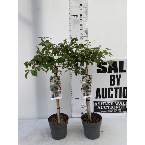 135 - TWO VIBURNUM PLICATUM 'WATANABE' STANDARD TREES APPROX A METRE IN HEIGHT IN 3 LTR POTS PLUS VAT TO B... 