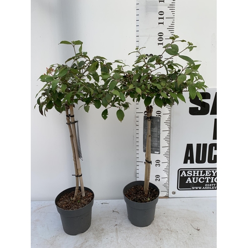 135 - TWO VIBURNUM PLICATUM 'WATANABE' STANDARD TREES APPROX A METRE IN HEIGHT IN 3 LTR POTS PLUS VAT TO B... 