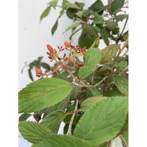 135 - TWO VIBURNUM PLICATUM 'WATANABE' STANDARD TREES APPROX A METRE IN HEIGHT IN 3 LTR POTS PLUS VAT TO B... 