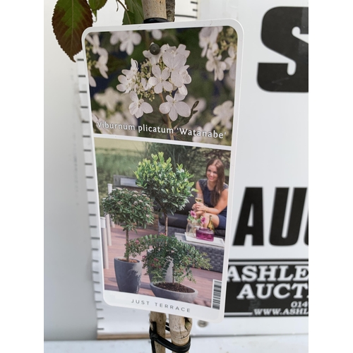 135 - TWO VIBURNUM PLICATUM 'WATANABE' STANDARD TREES APPROX A METRE IN HEIGHT IN 3 LTR POTS PLUS VAT TO B... 