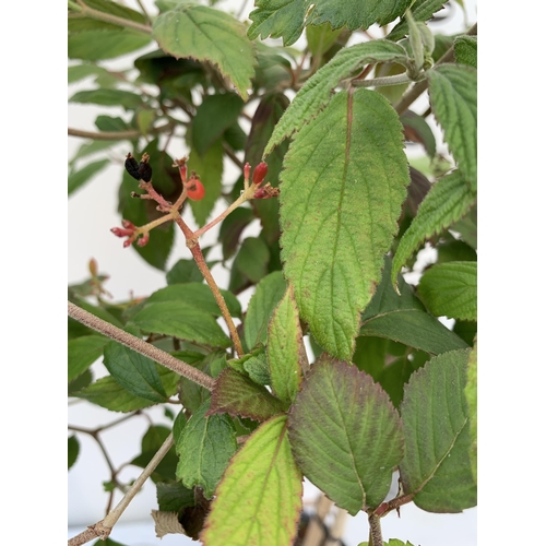 135 - TWO VIBURNUM PLICATUM 'WATANABE' STANDARD TREES APPROX A METRE IN HEIGHT IN 3 LTR POTS PLUS VAT TO B... 