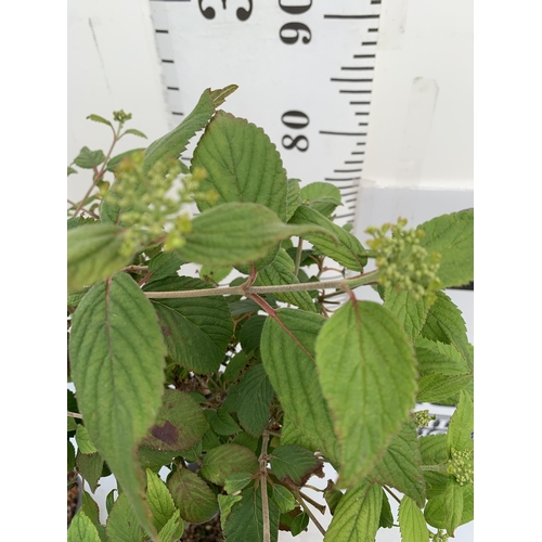 135 - TWO VIBURNUM PLICATUM 'WATANABE' STANDARD TREES APPROX A METRE IN HEIGHT IN 3 LTR POTS PLUS VAT TO B... 