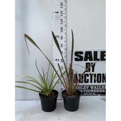 164 - TWO LARGE PHORMIUM TENAX 'PINK STRIPE' AND 'CREAM DELIGHT' APPROX 70-100CM IN HEIGHT IN 5 LTR POTS P... 