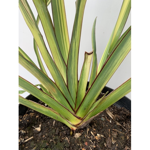 164 - TWO LARGE PHORMIUM TENAX 'PINK STRIPE' AND 'CREAM DELIGHT' APPROX 70-100CM IN HEIGHT IN 5 LTR POTS P... 