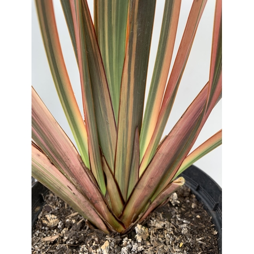 164 - TWO LARGE PHORMIUM TENAX 'PINK STRIPE' AND 'CREAM DELIGHT' APPROX 70-100CM IN HEIGHT IN 5 LTR POTS P... 