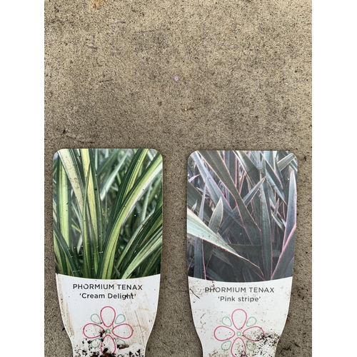 164 - TWO LARGE PHORMIUM TENAX 'PINK STRIPE' AND 'CREAM DELIGHT' APPROX 70-100CM IN HEIGHT IN 5 LTR POTS P... 