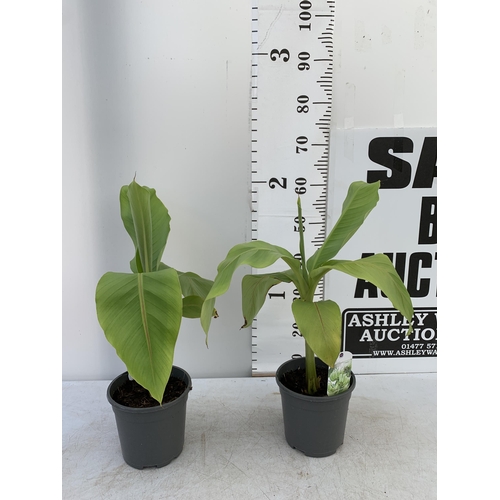 170 - TWO MUSA BASJOO BANANA PLANTS IN 2 LTR POTS 60CM TALL TO BE SOLD FOR THE TWO NO VAT