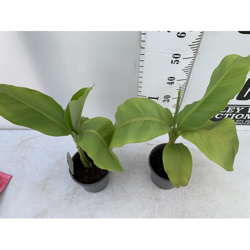 170 - TWO MUSA BASJOO BANANA PLANTS IN 2 LTR POTS 60CM TALL TO BE SOLD FOR THE TWO NO VAT