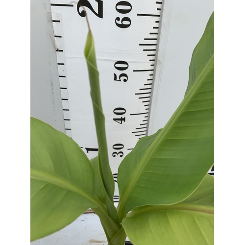 170 - TWO MUSA BASJOO BANANA PLANTS IN 2 LTR POTS 60CM TALL TO BE SOLD FOR THE TWO NO VAT