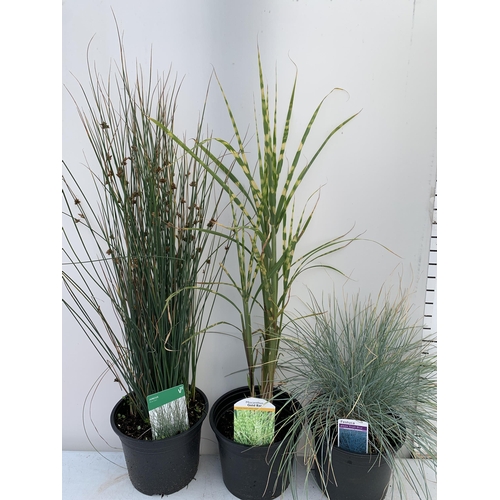 173 - THREE MIXED ORNAMENTAL GRASSES TO INCLUDE ONE FESTUCA GLAUCA 'ELIJAH BLUE',MISCANTHUS 'GOLD BAR' AND... 