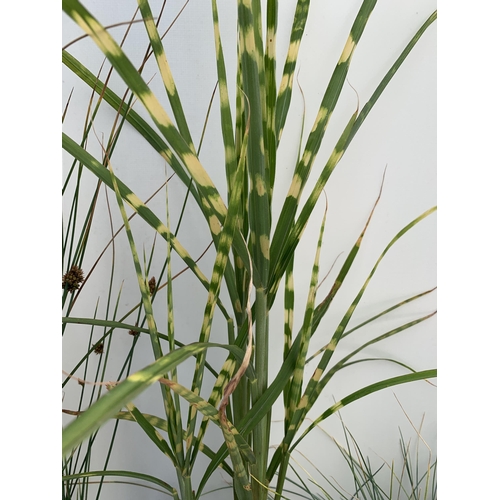 173 - THREE MIXED ORNAMENTAL GRASSES TO INCLUDE ONE FESTUCA GLAUCA 'ELIJAH BLUE',MISCANTHUS 'GOLD BAR' AND... 