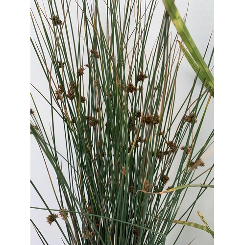 173 - THREE MIXED ORNAMENTAL GRASSES TO INCLUDE ONE FESTUCA GLAUCA 'ELIJAH BLUE',MISCANTHUS 'GOLD BAR' AND... 