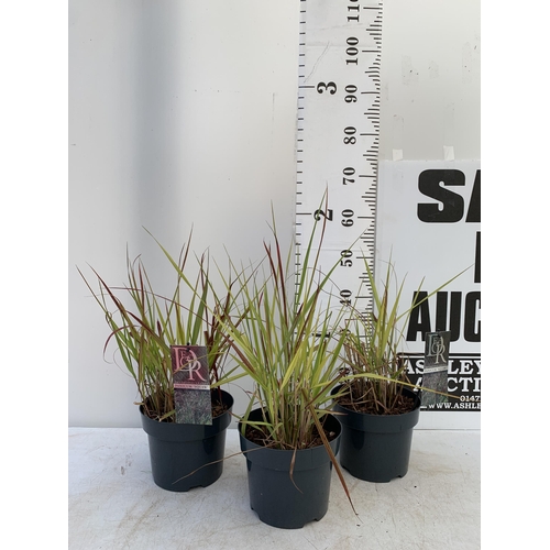 174 - THREE HARDY ORNAMENTAL RED TIPPED GRASSES 'PANICUM SQUAW' IN 3 LTR POTS APPROX 60CM IN HEIGHT PLUS V... 