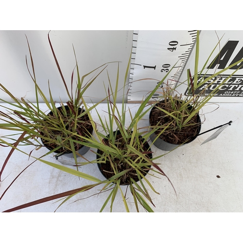 174 - THREE HARDY ORNAMENTAL RED TIPPED GRASSES 'PANICUM SQUAW' IN 3 LTR POTS APPROX 60CM IN HEIGHT PLUS V... 