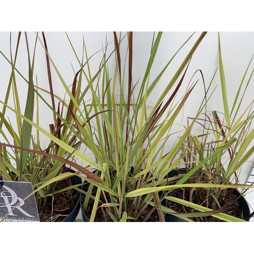 174 - THREE HARDY ORNAMENTAL RED TIPPED GRASSES 'PANICUM SQUAW' IN 3 LTR POTS APPROX 60CM IN HEIGHT PLUS V... 