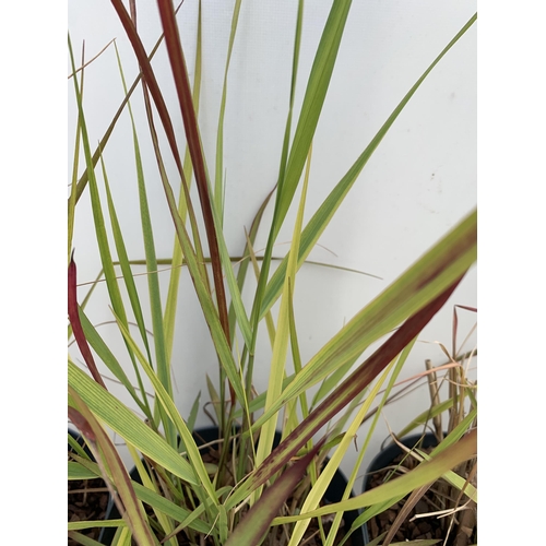 174 - THREE HARDY ORNAMENTAL RED TIPPED GRASSES 'PANICUM SQUAW' IN 3 LTR POTS APPROX 60CM IN HEIGHT PLUS V... 