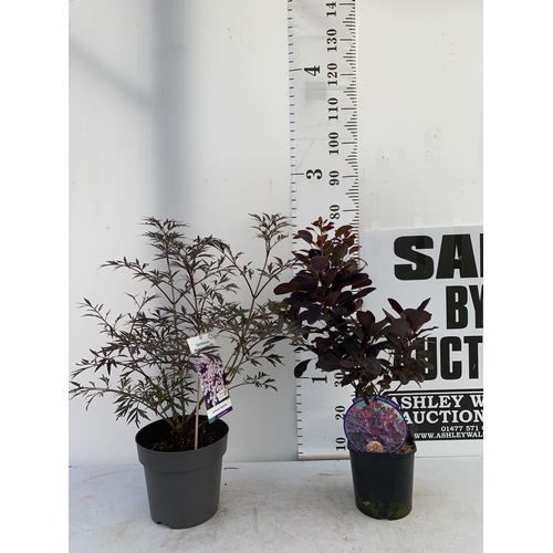 182 - ONE MIXED LOT OF ONE COTINUS 'ROYAL PURPLE' SMOKE BUSH IN A 3 LTR POT AND ONE SAMBUCUS BLACK LACE 'E... 