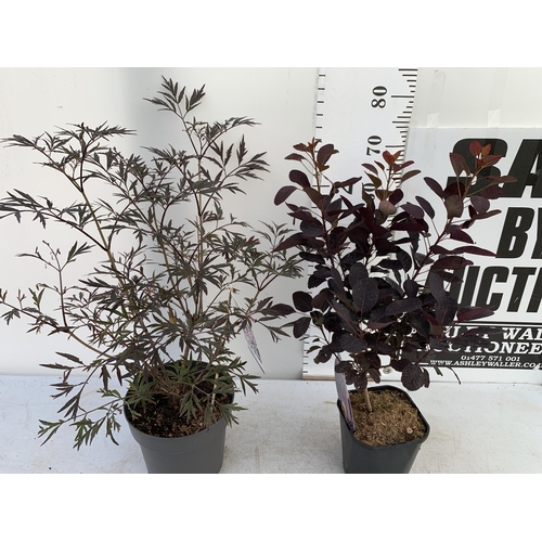 182 - ONE MIXED LOT OF ONE COTINUS 'ROYAL PURPLE' SMOKE BUSH IN A 3 LTR POT AND ONE SAMBUCUS BLACK LACE 'E... 