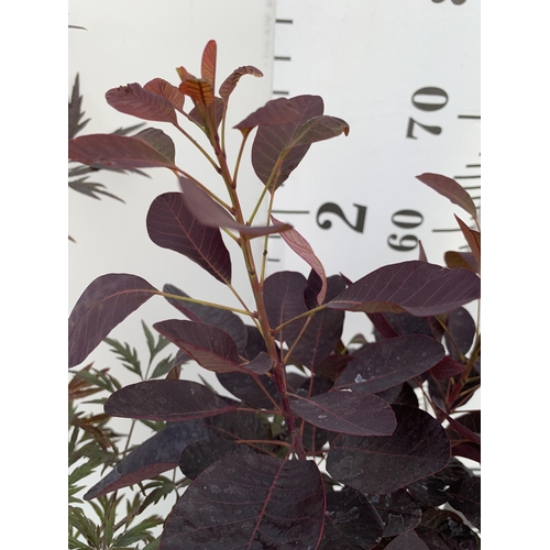 182 - ONE MIXED LOT OF ONE COTINUS 'ROYAL PURPLE' SMOKE BUSH IN A 3 LTR POT AND ONE SAMBUCUS BLACK LACE 'E... 