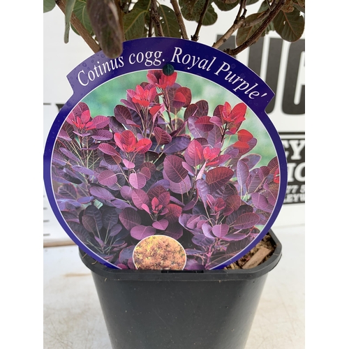 182 - ONE MIXED LOT OF ONE COTINUS 'ROYAL PURPLE' SMOKE BUSH IN A 3 LTR POT AND ONE SAMBUCUS BLACK LACE 'E... 