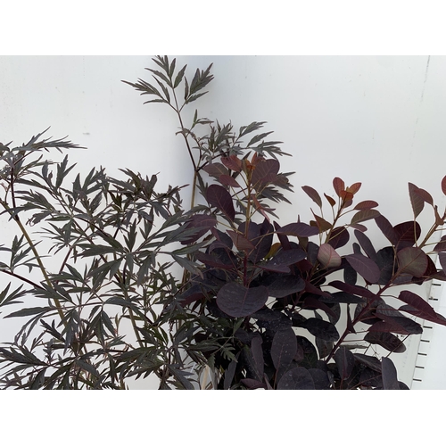 182 - ONE MIXED LOT OF ONE COTINUS 'ROYAL PURPLE' SMOKE BUSH IN A 3 LTR POT AND ONE SAMBUCUS BLACK LACE 'E... 