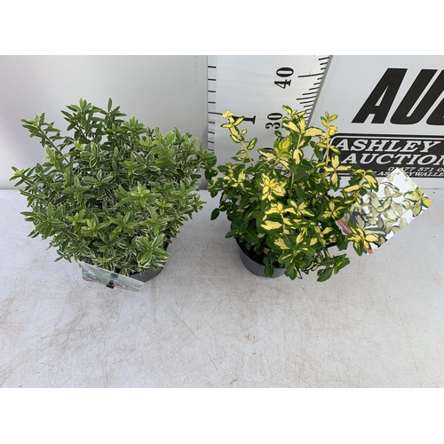 183 - TWO EUONYMOUS JAPONICA 'MICR ALBOVARIEGATUS' AND FORTUNA 'INTERBOLWI BLONDY'' IN 2 LTR POTS APPROX 4... 