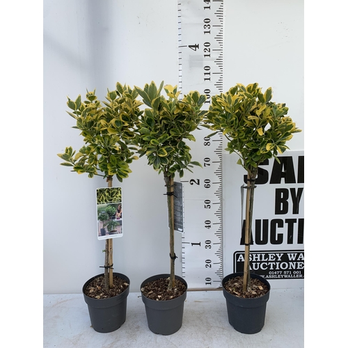 187 - THREE EUONYMUS JAPONICUS 'MARIEKE' STANDARD TREES IN 3 LTR POTS APPROX ONE METRE IN HEIGHT PLUS VAT ... 