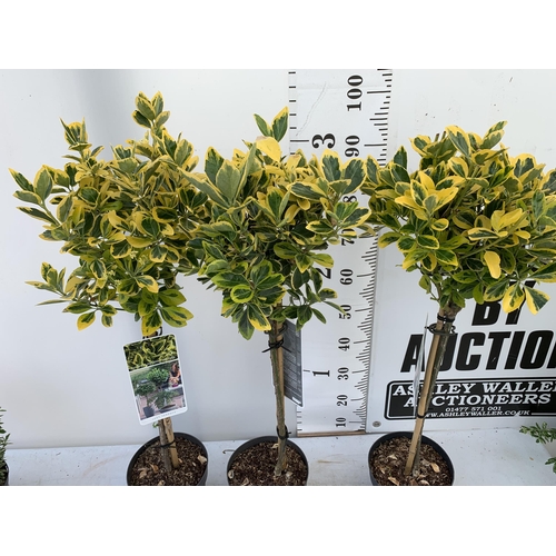 187 - THREE EUONYMUS JAPONICUS 'MARIEKE' STANDARD TREES IN 3 LTR POTS APPROX ONE METRE IN HEIGHT PLUS VAT ... 