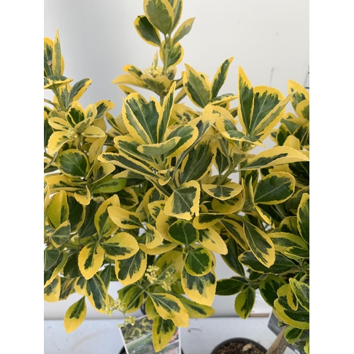 187 - THREE EUONYMUS JAPONICUS 'MARIEKE' STANDARD TREES IN 3 LTR POTS APPROX ONE METRE IN HEIGHT PLUS VAT ... 