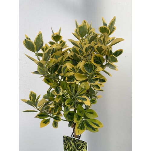 187 - THREE EUONYMUS JAPONICUS 'MARIEKE' STANDARD TREES IN 3 LTR POTS APPROX ONE METRE IN HEIGHT PLUS VAT ... 