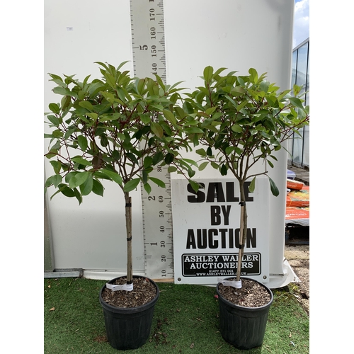 190 - A PAIR OF STANDARD PHOTINIA FRASERI RED ROBIN TREES 140CM TALL IN A 10 LTR POT TO BE SOLD FOR THE PA... 