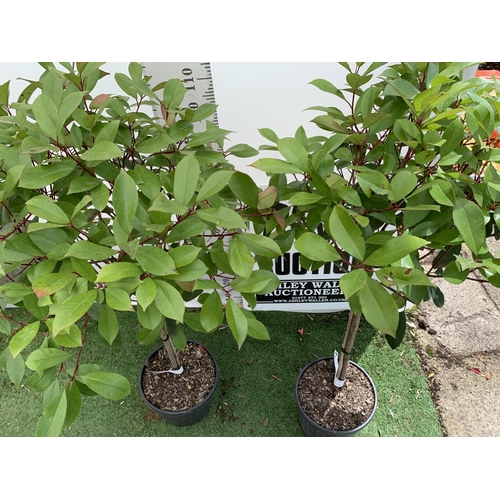 190 - A PAIR OF STANDARD PHOTINIA FRASERI RED ROBIN TREES 140CM TALL IN A 10 LTR POT TO BE SOLD FOR THE PA... 