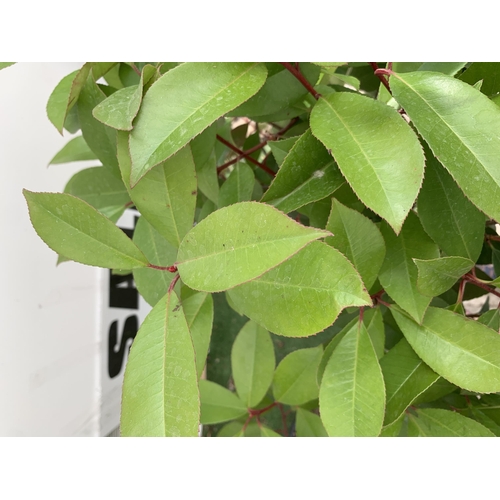 190 - A PAIR OF STANDARD PHOTINIA FRASERI RED ROBIN TREES 140CM TALL IN A 10 LTR POT TO BE SOLD FOR THE PA... 