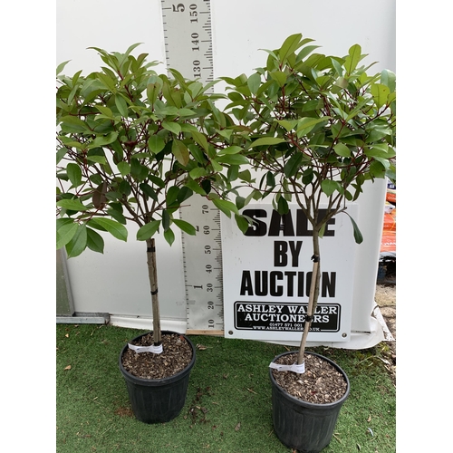 190 - A PAIR OF STANDARD PHOTINIA FRASERI RED ROBIN TREES 140CM TALL IN A 10 LTR POT TO BE SOLD FOR THE PA... 